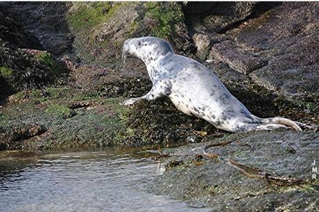 Phoque-plage-du-Mine-02-2014-(1)