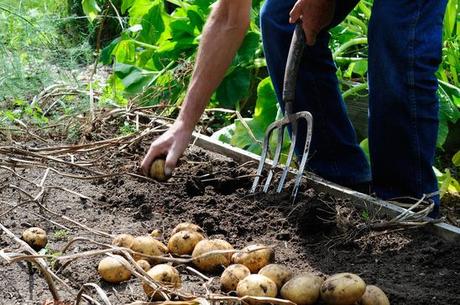 potager pomme de terre