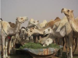 MERS-COV: Confirmation d'une transmission directe du chameau à l'homme  – mBIO