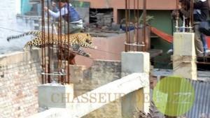 leopard inde2