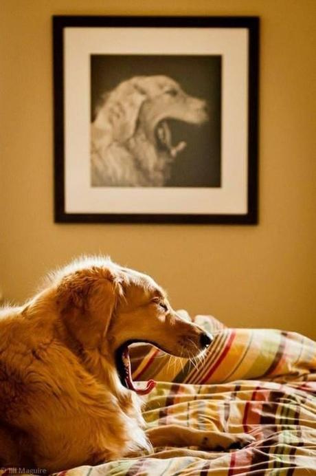 Mogwaii-perfect-timing-photo (24)