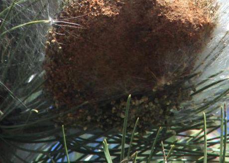 processionnaire fond 26 fev 2014 028.jpg