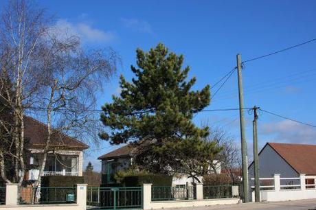 1 processionnaire 26 fev 2014 029.jpg