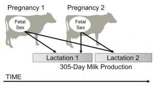 ALLAITEMENT: Plus ou moins de lait selon le sexe de l'Enfant? – PLoS ONE