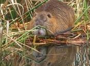 bestiau perdu bataille