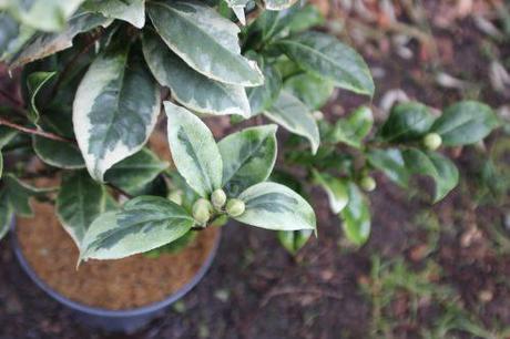 kerguelen 27 fev 2014 008.jpg