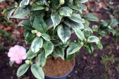 kerguelen 27 fev 2014 006.jpg