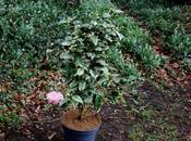 Camellia 'Kerguelen'