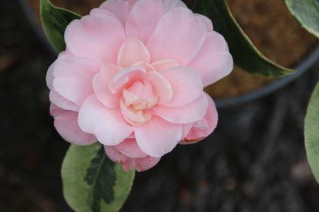 kerguelen 27 fev 2014 011.jpg