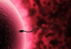 FÉCONDITÉ: Le sperme français victime des perturbateurs et des pesticides – InVS