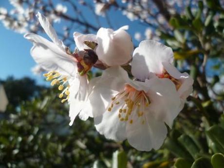 poèmes,poètes,poésie,écriture,société,printemps,auteur,livre,saison,mots,vers,journal intime