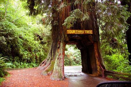 Tour-Through Tree