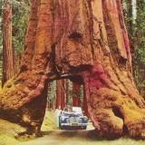 Wawona-Tunnel-Tree 02