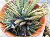 Hayworthia Attenuata pour trocs