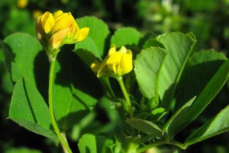 Medicago polymorpha (Luzerne polymorphe)