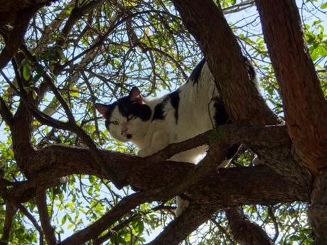 Chat alors... Visite du jour