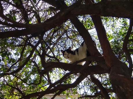 Chat alors... Visite du jour