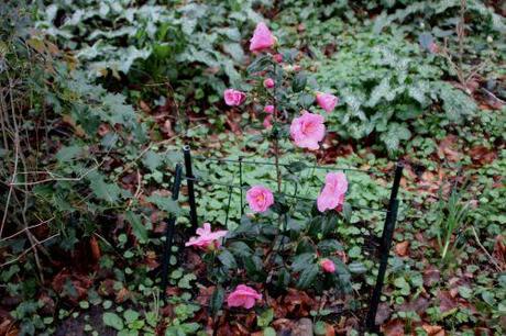 donation 1 mars 2014 003.jpg