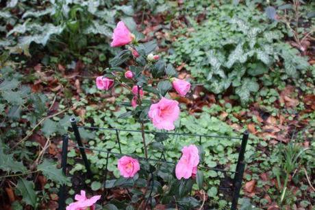 donation 1 mars 2014 004.jpg