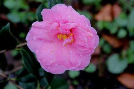 donation 2 mars 2014 002.jpg