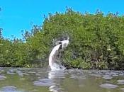 Putaincong’ c’est beau tarpon