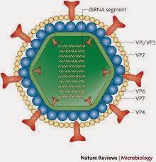 LE ROTAVIRUS, C'EST QUOI ?