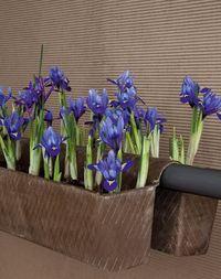 Bulbes-iris-pot