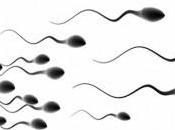 Dans quelles régions sperme est-il moins bonne qualité