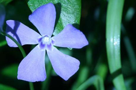 vinca 2 mars 023.jpg