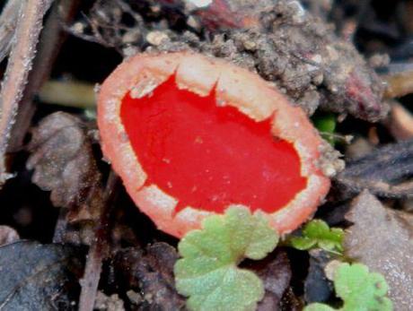 z pezize près romilly 25  janv 009.jpg