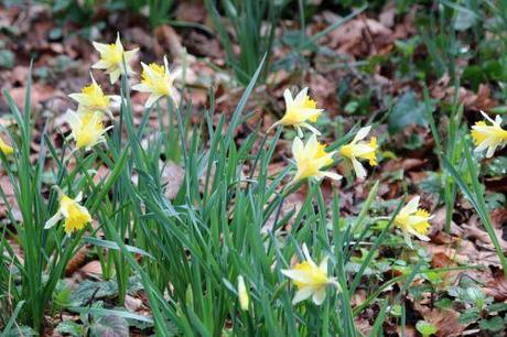 narcissus pseudo veneux 25 fev 2014 013.jpg