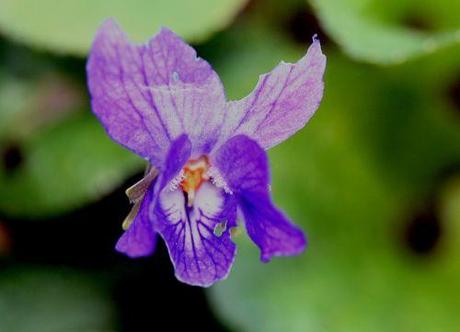 viola 5 mars 2011 007.jpg