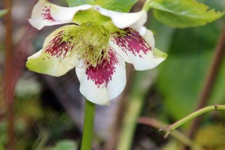 helleborus romi 23 fev 2014 019.jpg