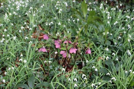 helleborus orientalis veneux 25 fev 2014 004.jpg