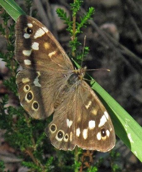 Pararge aegeria subsp. tircis (Tircis)