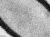 nouveau VIRUS GÉANT, vieux 30.000 ans, réanimé toujours infectieux PNAS CNRS