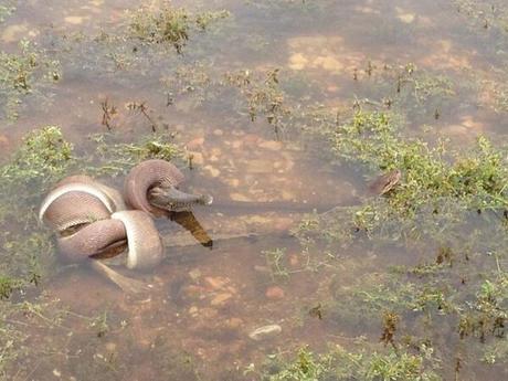 Un python avale un crocodile