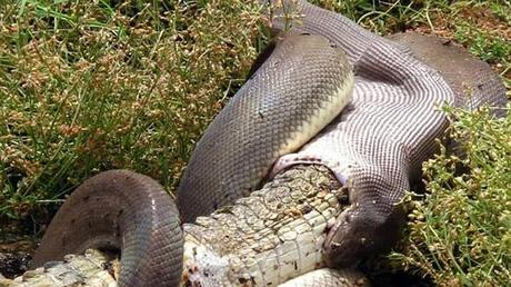 Un python avale un crocodile