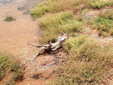 Un python avale un crocodile