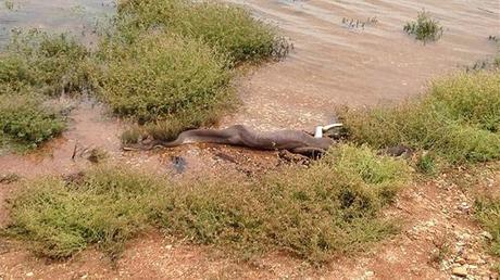 Un python avale un crocodile