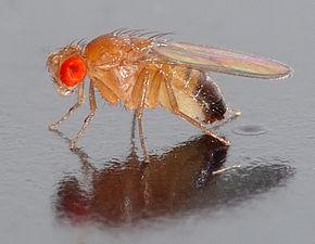 290px-Drosophila_melanogaster_-_side_(aka).jpg