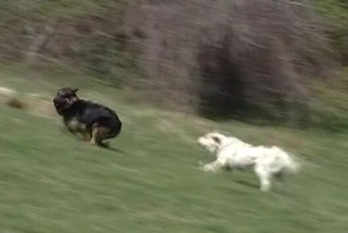 Patou contre chien divaguant