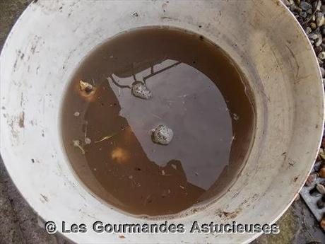 Comment préparer les Héliantis ?