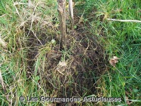 Comment préparer les Héliantis ?