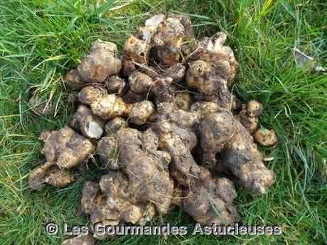 Comment préparer les Héliantis ?