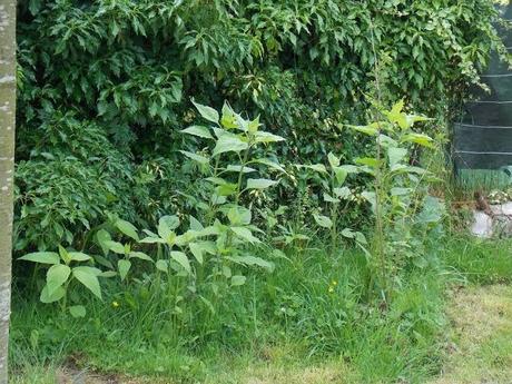 Comment préparer les Héliantis ?