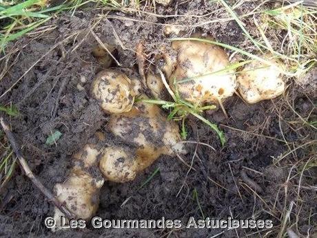 Comment préparer les Héliantis ?