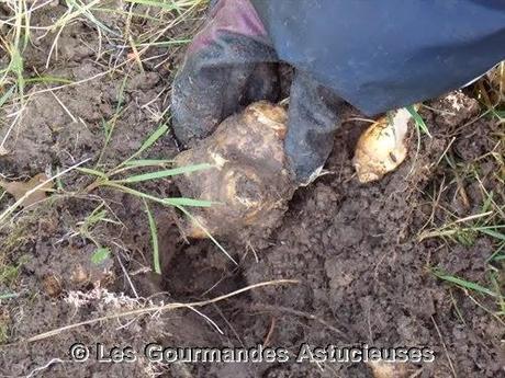 Comment préparer les Héliantis ?