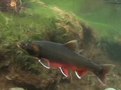 Omble arctique anglais yes, sire