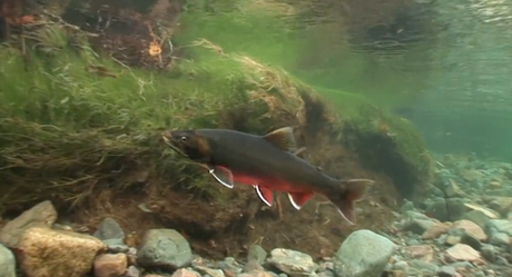 OMBLE ARCTIQUE ANGLAIS ! YES, SIRE